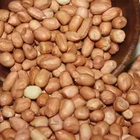 Ilustrasi kacang tanah. (Foto: Pixabay)