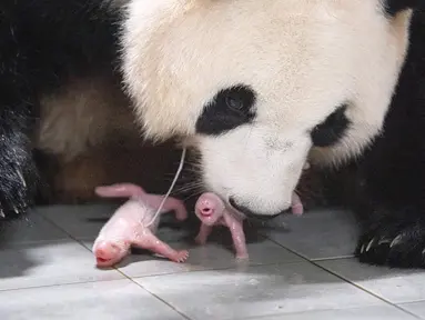 Foto selebaran ini diambil pada 7 Juli 2023 dan disediakan pada 12 Juli oleh Everland menunjukkan ibu panda raksasa Ai Bao dan panda kembar betina yang baru lahir di Everland Amusement and Animal Park di Yongin.