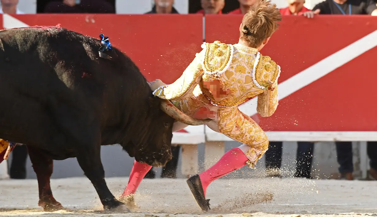 Tanduk banteng Spanyol Jandilla tepat mengenai bagian belakang matador dari Prancis Andy Younes saat kompetis Feria du Riz di Arles, Prancis (4/1). (AFP/Boris Horvat)