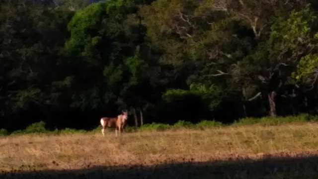 Harimau Jawa