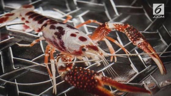 Langka dan Unik, Dua Benda Ini Dihargai Mahal 