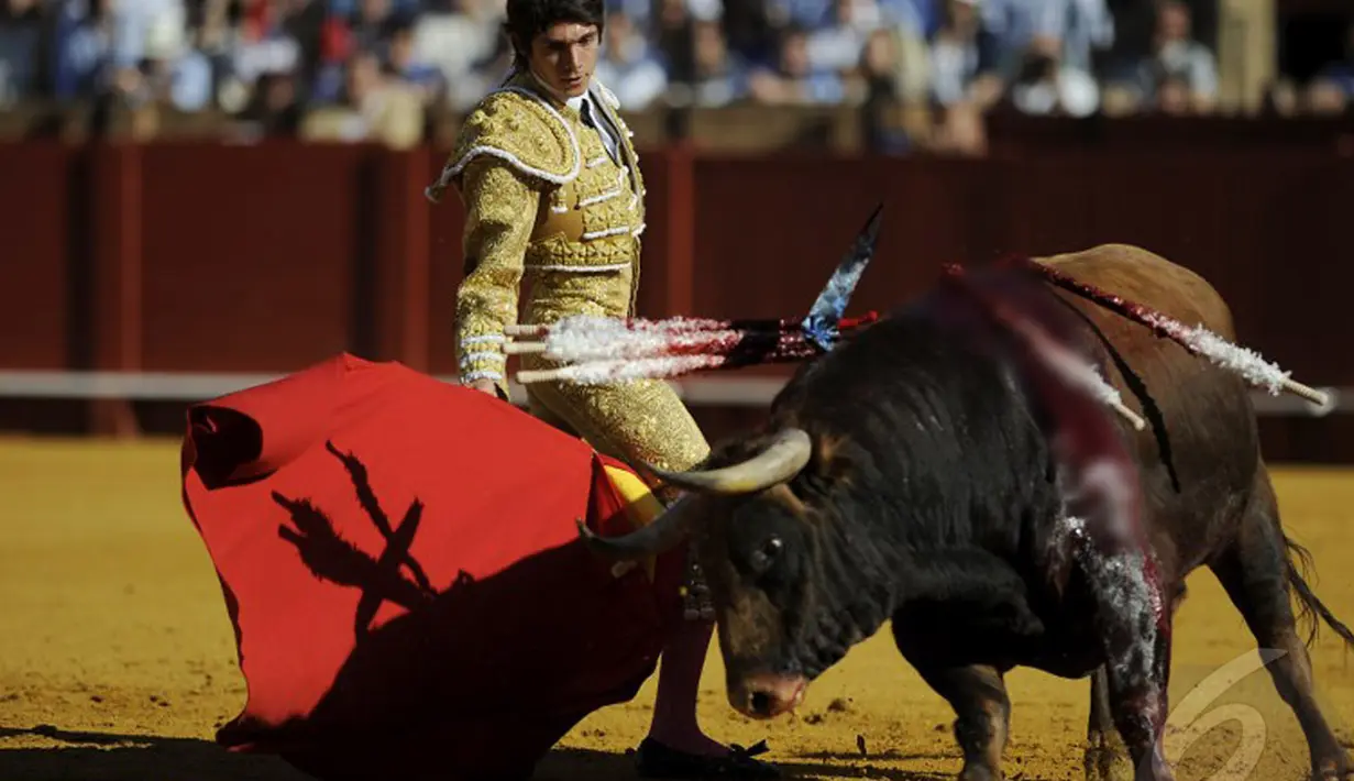 Seekor banteng terlihat penuh bercucuran darah akibat tusukan matador beraksi di arena adu banteng, Maestranza, Sevilla, Senin (5/5/2014) (AFP Photo/Gogo Lobato).