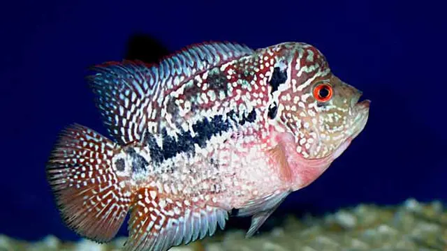 Ilustrasi Ikan Louhan