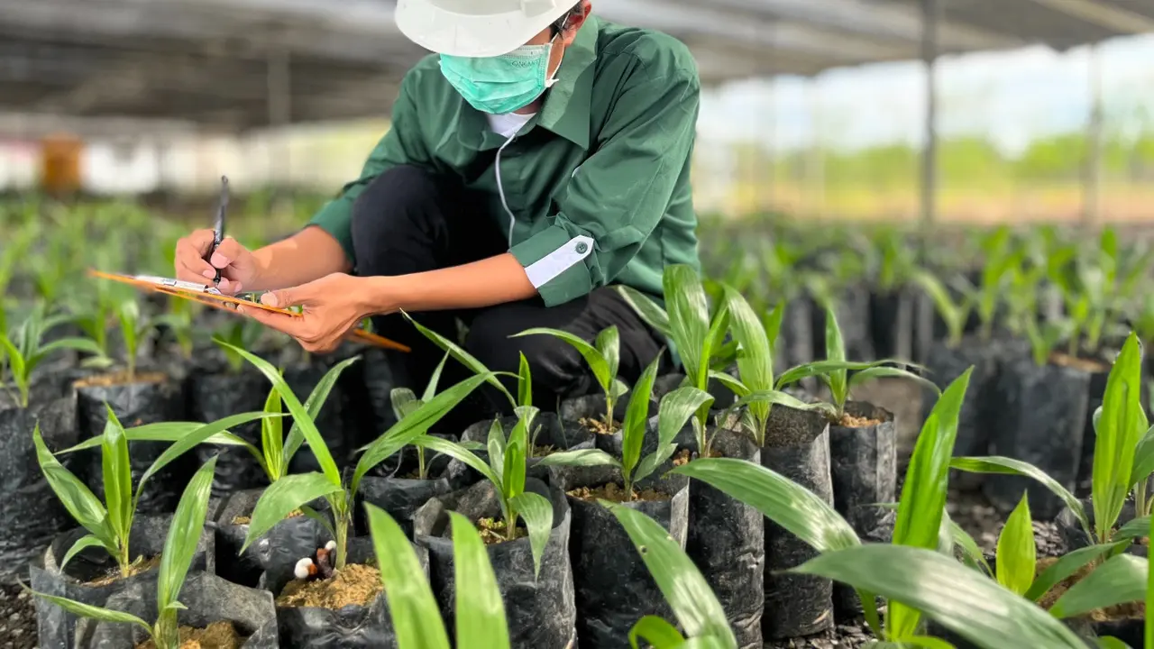 PT Astra Agro Lestari Tbk (Astra Agro/AALI)) merilis tiga varietas bibit unggul sawit terbaru. (Foto: Astra Agro Lestari)
