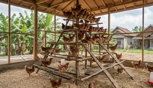 6 Model Kandang Ayam dengan Tempat Bertengger Bertingkat untuk Produktivitas Optimal