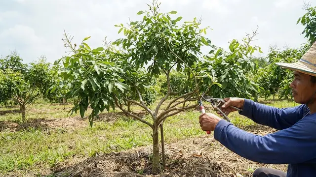 Teknik Membuat Kelengkeng Cepat Berbuah Tanpa Membiarkan Pohon Tumbuh Terlalu Tinggi