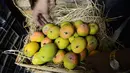 Buah mangga tidak hanya mengandung vitamin C yang tinggi, buah ini juga bisa menjadi pilihan untuk menggemukkan badan. Buah mangga yang kaya kalori adalah buah yang sudah matang dan rasanya manis. (AFP PHOTO/Sam PANTHAKY)