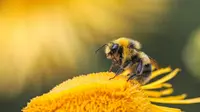 World Bee Day 2026: Why Bees Matter More Than You Think