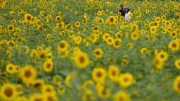 Ratusan bunga matahari mekar di sebuah ladang di Paju. (AP Photo/Lee ​​Jin-man)