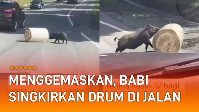 Babi itu menggelindingkan drum berwarna putih dan dibawa keluar ke pinggir jalan.