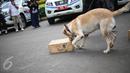 Seekor anjing unit k-9 menemukan barang bukti narkoba saat simulasi di Monas, Jakarta, Selasa (6/12). Pasukan K9 terdiri dari herder (German Shepherd), beagle, Belgian Malinois, dan lain-lain. (Liputan6.com/Faizal Fanani)