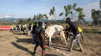 Di Desa Lolu, Kecamatan Sigi Biromaru, tradisi karapan sapi dimulai kembali untuk pertama kalinya usai gempa Magnitudo 7,4 yang menghancurkan kawasan tersebut. (Liputan6.com/ Heri Susanto)