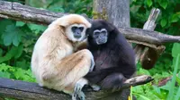 Kera jenis Gibbon. (Wikipedia)