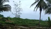 Ratusan hektar lahan pertanian milik warga Bangkonol, Desa Sukawening, Kecamatan Sukawening, Garut, Jawa Barat rusak tersapu banjir bandang yang terjadi sejak sore kemarin. (Liputan6.com/Jayadi Supriadin)