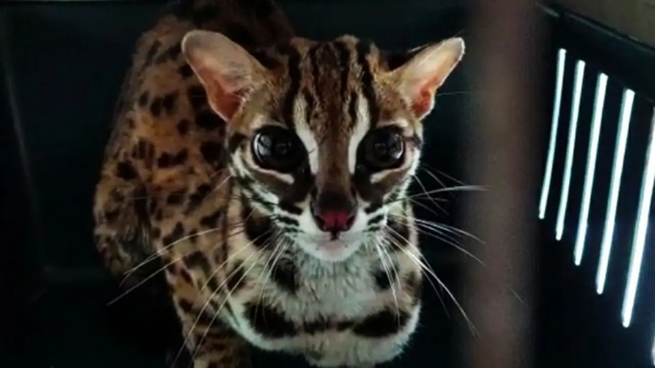 Kucing hutan yang dievakuasi petugas BBKSDA Riau karena masuk hotel di Pekanbaru.