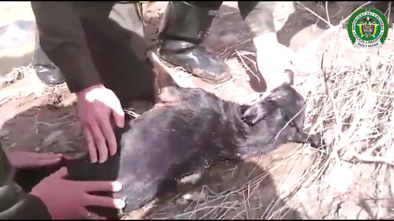 Kesigapan Petugas Menolong Anjing Hanyut 