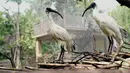 Dua ekor ibis putih disemprot dengan air agar tidak kepanasan di Kebun Binatang Shanghai di Shanghai, China timur (11/8/2020). Suhu tertinggi di Shanghai mencapai 35 derajat Celsius pada Selasa (11/8). (Xinhua/Zhang Jiansong)