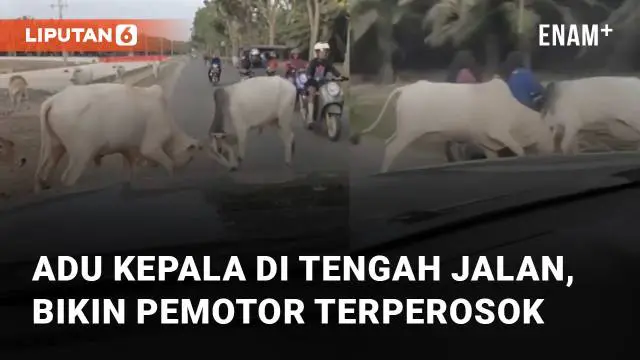 Aksi dua sapi adu kepala seperti sedang bercanda namun di tengah jalan mengundang perhatian