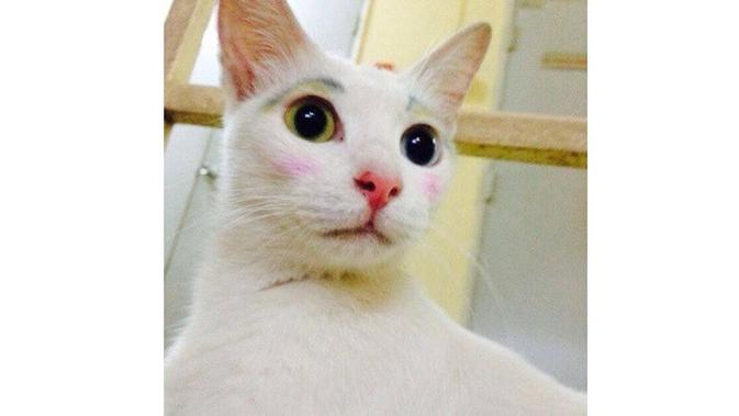 Ini 5 Potret Menggemaskan Saat Kucing Pakai Makeup (sumber: Twitter.com/aniskrtel13)
