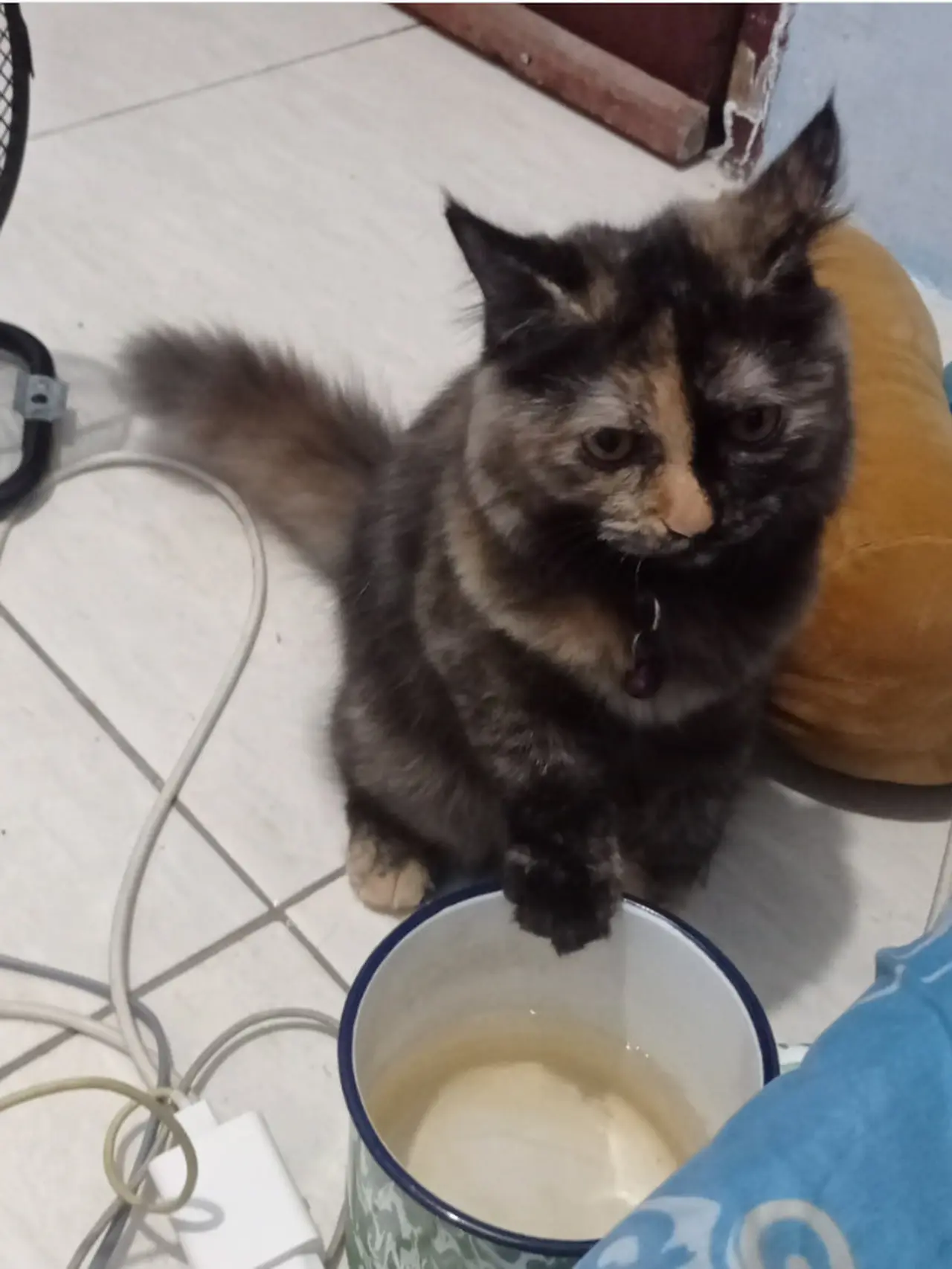 6 Aksi Kocak Kucing Minum Kopi Ini Bikin Gemas, Penasaran dengan ...