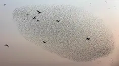Gambar pada 2 Januari 2020, migrasi burung jalak terbang berkelompok membentuk pola sebelum hinggap untuk beristirahat di wilayah Jordania, Tepi Barat. Fenomena ini disebut murmuration, yakni ketika kawanan besar burung migran membentuk pola penerbangan. (MENAHEM KAHANA/AFP)