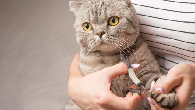 Memotong Kuku Kucing