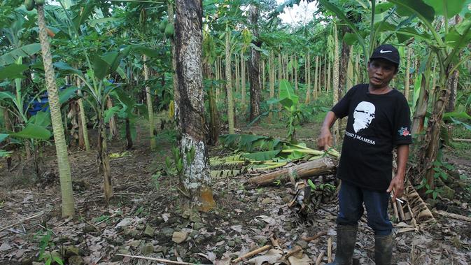 Lahan seluas 72 hektare yang disengketakan antara warga dengan PTPN IX di Dusun Cikuya, Bantar, Wanareja, Cilacap. (Foto: Liputan6.com/Muhamad Ridlo)