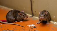 Hantavirus Berpotensi Rendah Picu Pandemi Global, Penularan Butuh Kontak Erat dan Lama. Foto dibuat oleh AI.