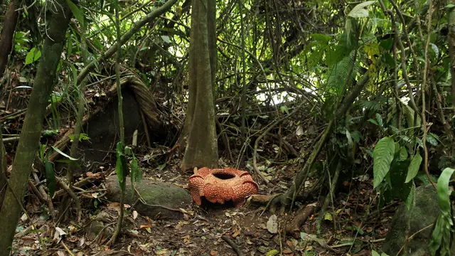 Rafflesia Langka Berkelopak Tujuh Mekar Sempurna