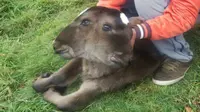 Geger Anak Sapi Berkepala Dua 'Pembawa Sial' di Peru