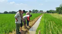 Penyuluh CSA mendampingi petani dalam praktik penerapan metode hemat air seperti Alternate Wetting and Drying [AWD] berupa pergiliran basah dan kering. Inovasi AWD menghemat air areal persawahan hingga 20% pada Demplot Pertanian Cerdas Iklim/Climate Smart Agriculture [CSA] dari Program SIMURP. (Dok. Kementan)