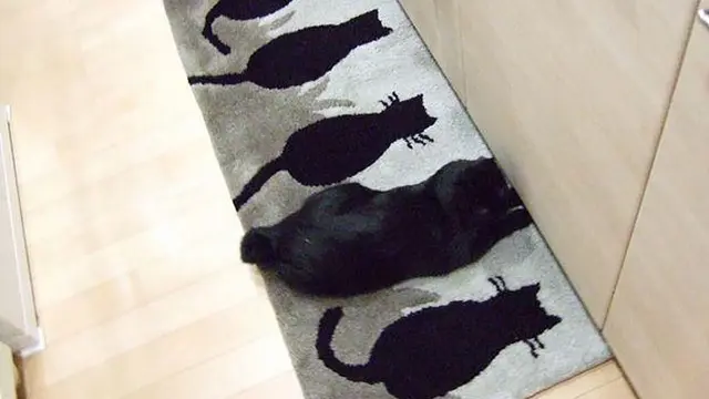 Bermain Petak Umpet Bersama Kucing? Hati-hati Tertipu Kamuflase