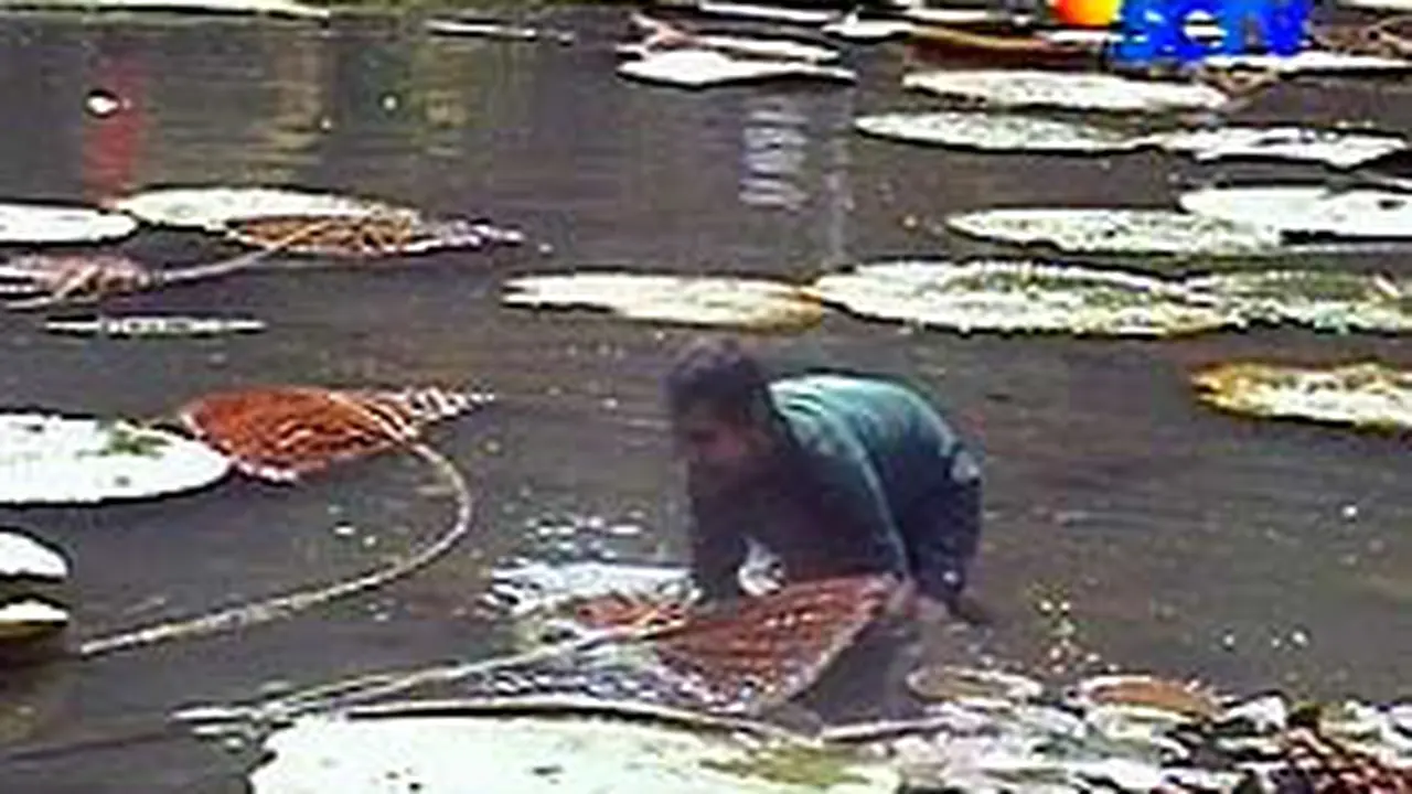 121106chelipad1.jpg