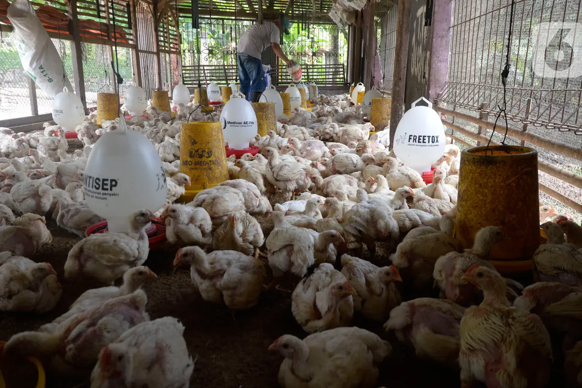Peternak Ayam Potong