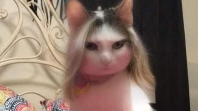 6 Potret Kucing Pakai Filter HP Ini Kocak Banget, Ada-Ada Saja