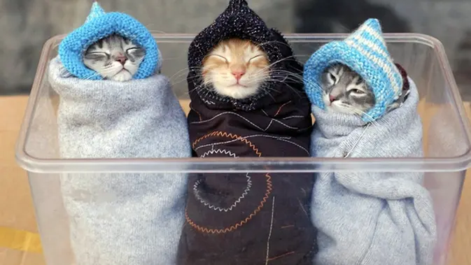 Kejam Bulu Kucing Dijadikan Pakaian Fashion Fimela Com