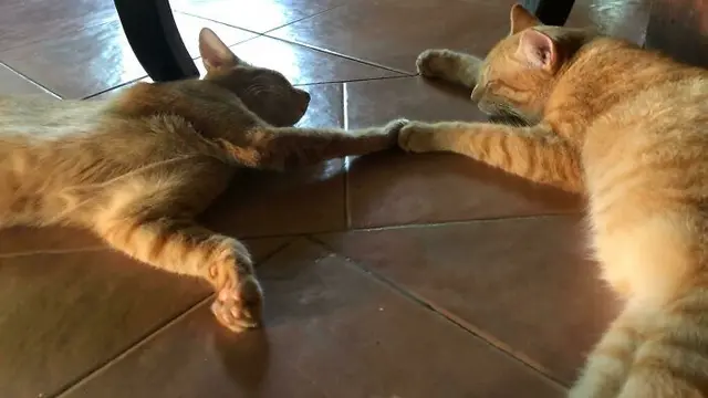 Enggak Habis Pikir, 8 Potret Posisi Tidur Kucing Oren Ini Bikin Tepuk Jidat