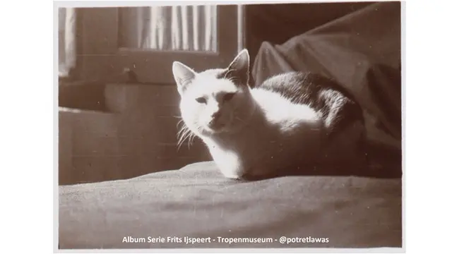 6 Potret Kucing di Foto Sejarah Era Revolusi, Hewan Favorit Sedari Dulu