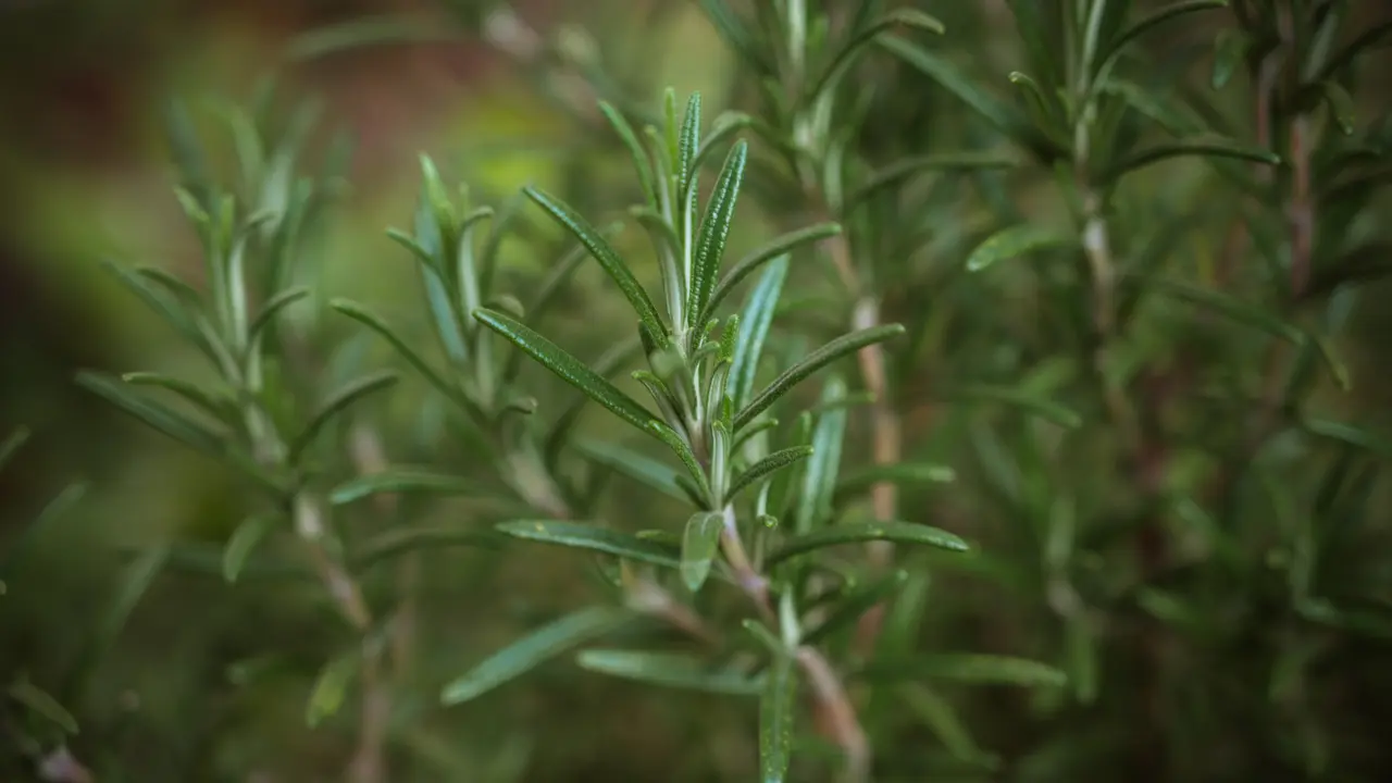 ilustrasi aromaterapi rosemary/unsplash