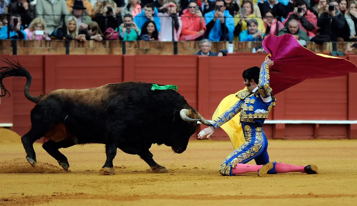 Matador Spanyol, Juan Jose Padilla saat menghadapi banteng di arena adu banteng Maestranza di Sevilla pada 16 April 2016. (AFP PHOTO / CRISTINA QUICLER)