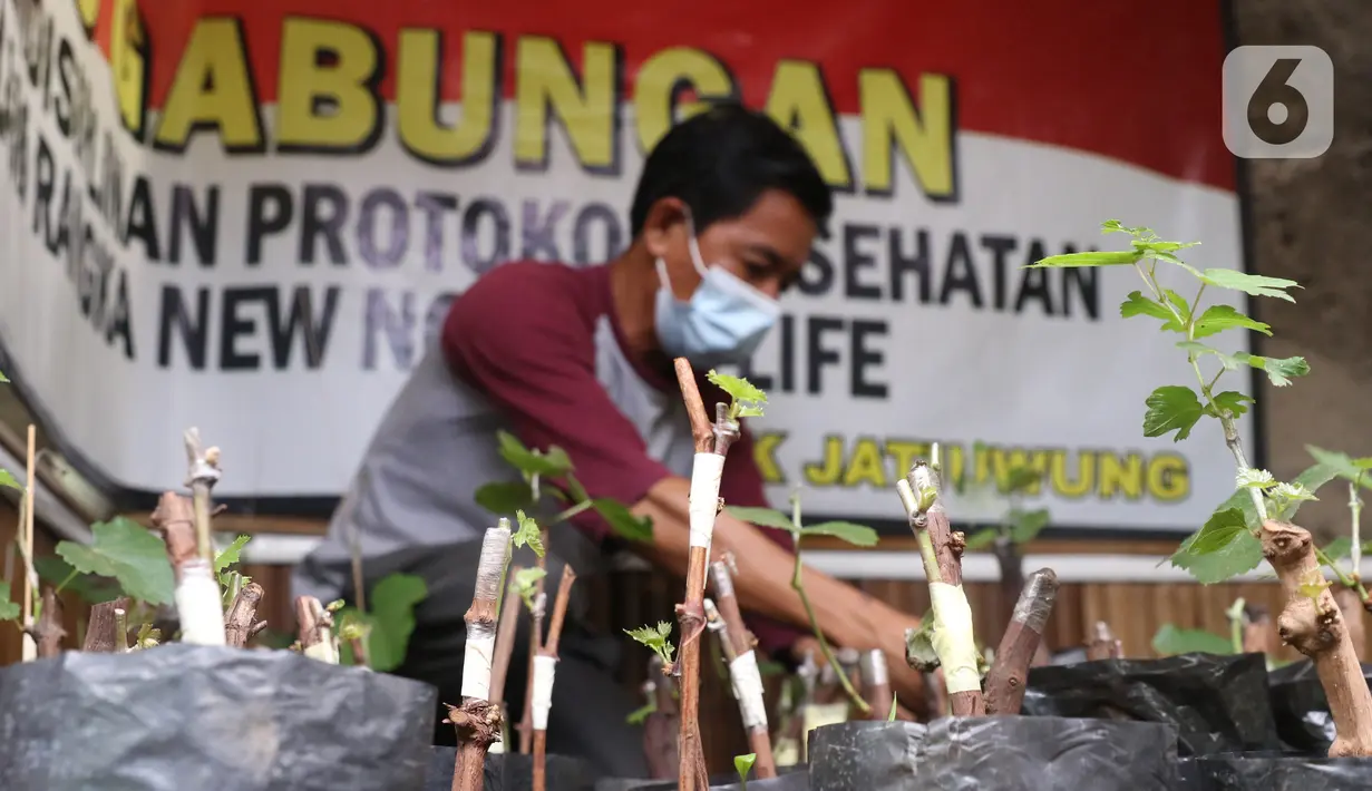 Warga melakukan pembibitan tanaman buah anggur di kampung anggur Tangerang, Minggu (22/11/2020). Bibit dijual kisaran 20 ribu untuk yang lokal dan jenis parian impor 125 ribu dan banyak di pesan dari luar kota, sehingga dapat menjadi roda perekonomian warga sekitar. (Liputan6.com/Angga Yuniar)