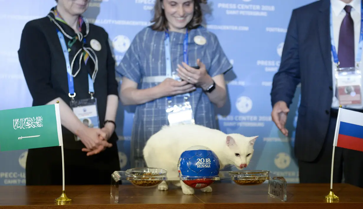 Kucing bernama Achilles memprediksi hasil pertandingan sepak bola pertama Piala Dunia 2018 antara Rusia dan Arab Saudi di Saint Petersburg, Rusia, Rabu (13/6). Achilles merupakan salah satu pemburu tikus di State Hermitage Museum. (Olga Maltseva/AFP)