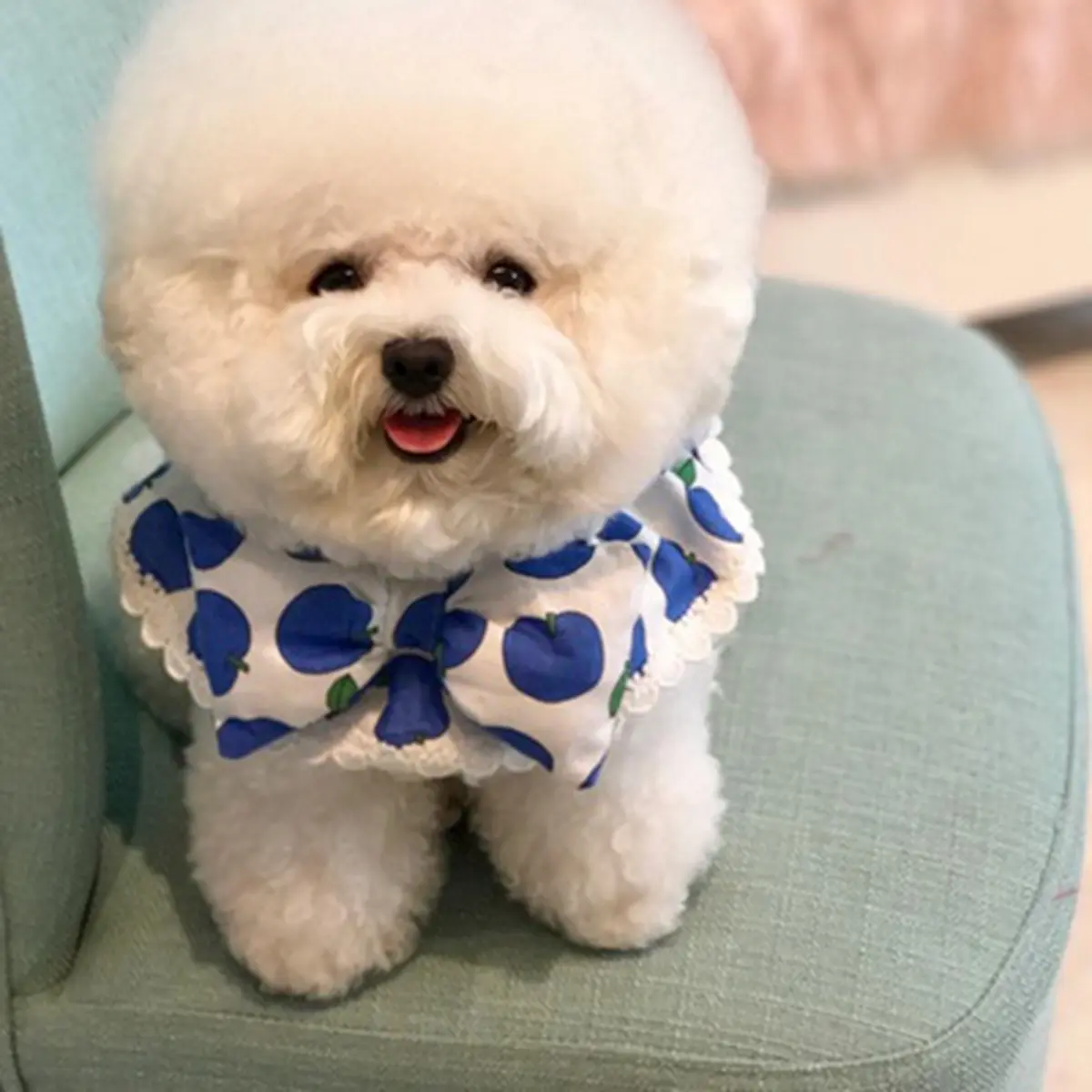Anjing bichon frise new arrivals