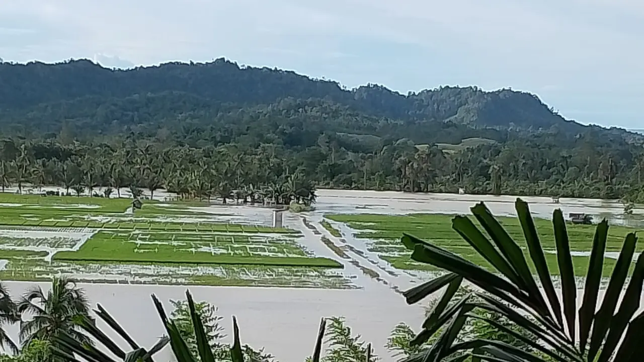 Banjir di Bombana merendam dua Desa dan ratusan hektar lahan pertanian terancam gagal panen.