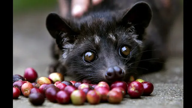 (c) espressotangoradio