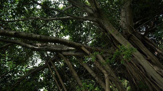 Ilustrasi pohon gayam