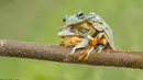 Katak Reinwardt's umumnya dikenal sebagai Katak pohon berselaput atau Katak hijau terbang. Tampak ketiganya sedang asyik berpelukan, Kalimantan.(dailymail)