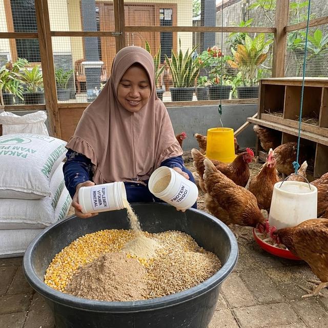 Pakan Ayam Broiler Murah tapi Cepat Panen, Trik untuk Pemula dan ...