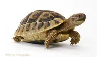 Kulit manusia dan cangkang kura-kura ternyata memiliki kesamaan gen. siapa yang menyangka?