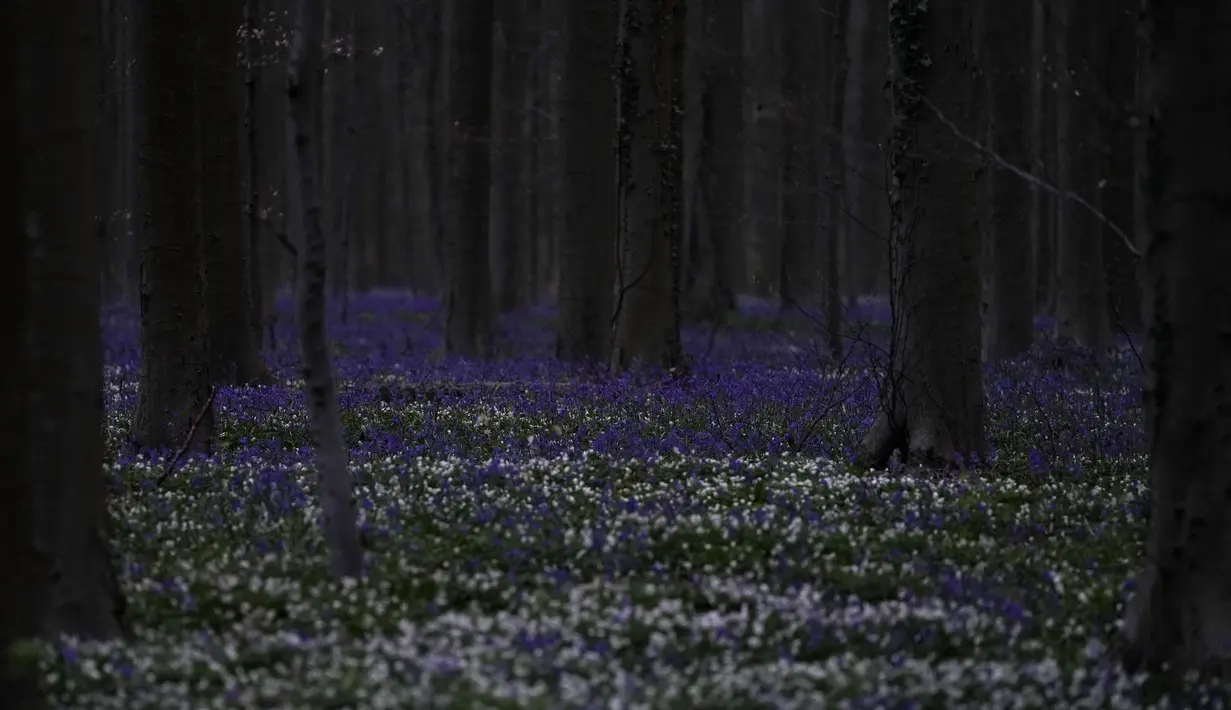 Selama bertahun-tahun, pertunjukan tahunan berupa hamparan karpet bunga-bunga bluebell yang membentang di bawah dedaunan segar pohon beech sebagian besar merupakan suguhan lokal untuk beberapa orang yang tahu. (AP Photo/Virginia Mayo)